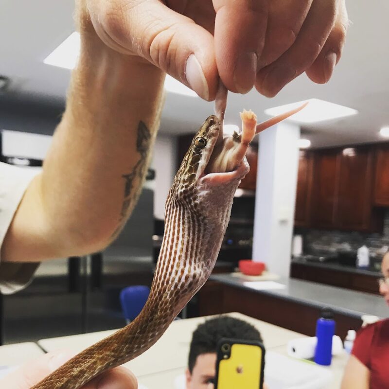 Image showcasing Reptile shows, Exotic Animals, Bird Rentals & More | Ginamarie ...